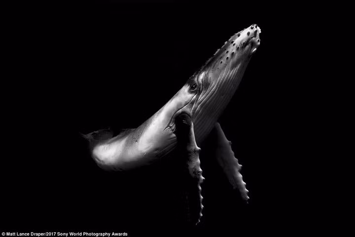 tram tro truoc nhung tac pham nghiep du doat giai 2017 sony awards