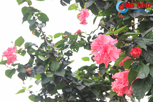 photo khuc giao mua hoa co thang 3 o ha tinh