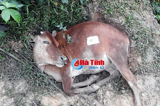 phat hien u re trong noi tang bo chet bat thuong o huong khe