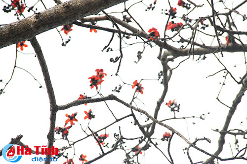 photo khuc giao mua hoa co thang 3 o ha tinh