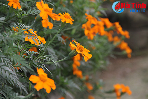 photo khuc giao mua hoa co thang 3 o ha tinh