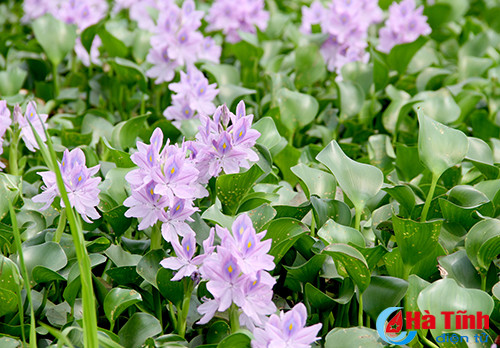 photo khuc giao mua hoa co thang 3 o ha tinh