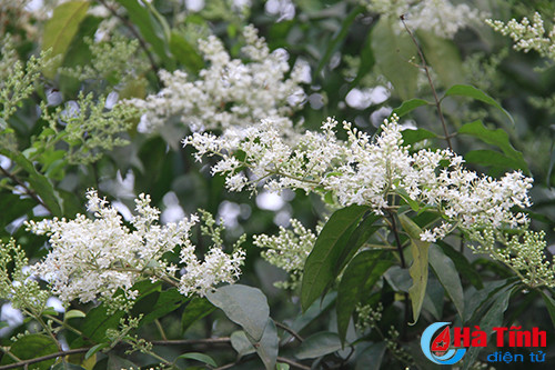 photo khuc giao mua hoa co thang 3 o ha tinh