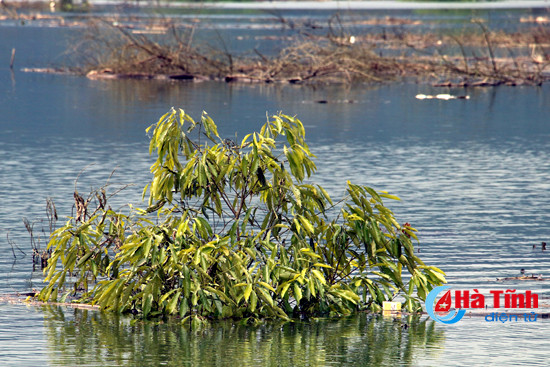 nuoc ho ngan truoi boc mui hoi thoi nguy co o nhiem nang