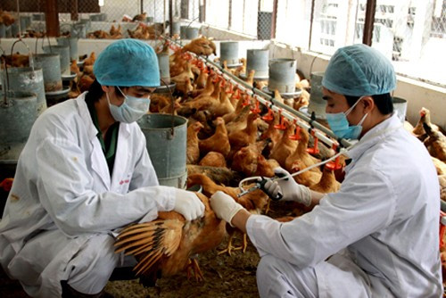 Trong hàng trăm ngàn hộ nuôi gia cầm, tỷ lệ gia đình thực hiện công tác tiêm phòng theo đúng quy định chỉ chiếm con số rất nhỏ. Ảnh: Internet Trong hàng trăm ngàn hộ nuôi gia cầm, tỷ lệ gia đình thực hiện công tác tiêm phòng theo đúng quy định chỉ chiếm con số rất nhỏ. Ảnh: Internet