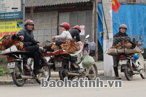 Mặc dù TP. Hà Tĩnh đã xây chợ gia cầm nhưng người dân vẫn bán rong dọc đường