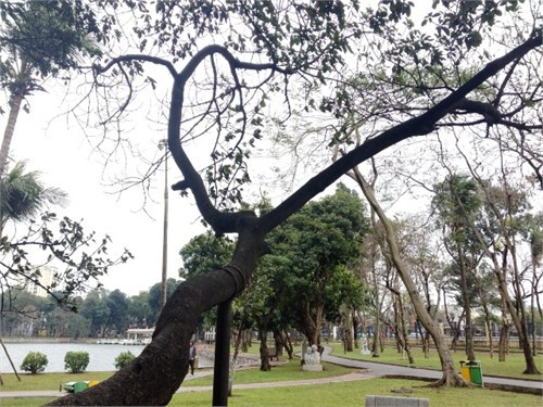 Nhánh cây phía Đông có biểu hiện rụng lá, héo úa