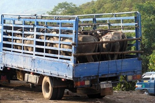 Ảnh minh họa từ internet