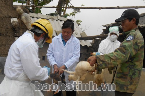 Cán bộ thú y tiêm vác - xin cho gia cầm tại xã Thuần Thiện