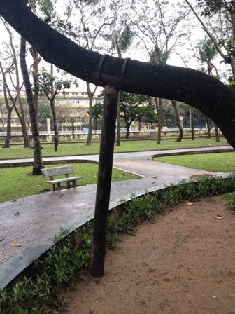 Còn lại không có rễ phụ nào giúp nâng đỡ và nuôi dưỡng nhánh cây này.