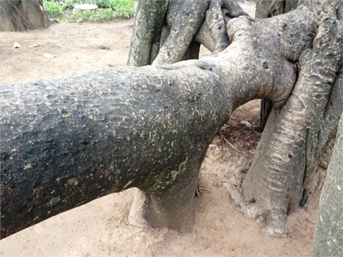 Nhánh cây chỉ có một rễ phụ đã phát triển từ lâu, gần gốc cây.