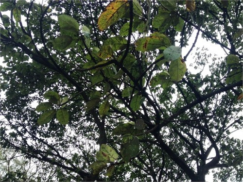 Ngoài ra, cây đa Bác Hồ còn nhiễm bệnh rệp muội...