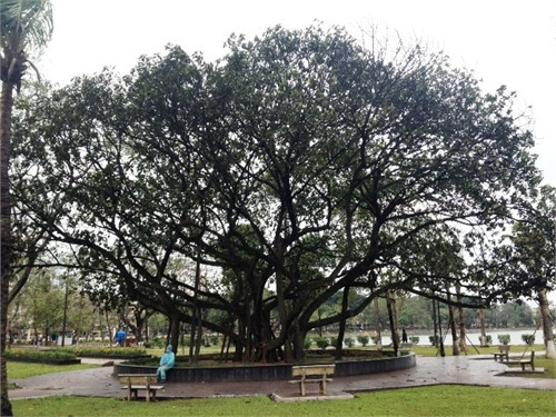 Cây đa Bác Hồ không chỉ có ý nghĩa về mặt sinh học, cảnh quan mà còn có ý nghĩa về lịch sử, văn hóa. Do đó, rất cần được chăm sóc, bảo vệ.