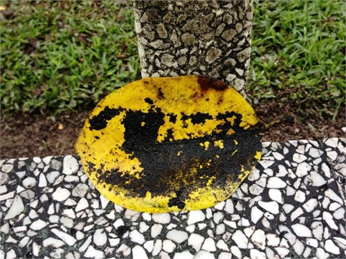 Khiến lá cây có lớp đen bám vào trông như muội đèn. Các chuyên gia cho rằng bệnh này có thể chữa khỏi được.