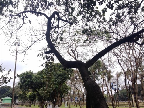 Theo các chuyên gia, có thể tạo thêm rễ phụ cho nhánh cây này.