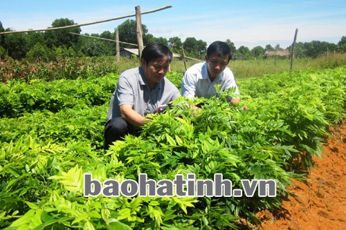 Lãnh đạo Chi cục Lâm nghiệp kiểm tra vườn ươm cây giống lâu năm của doanh nghiệp tư nhân Tân Thanh Phong