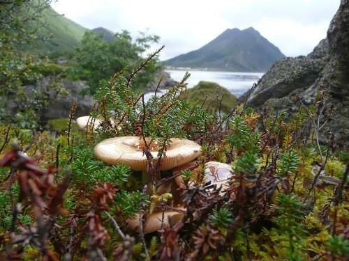 Thảm thực vật thấp trên đảo với chủ yếu là các loại nấm và cây lá kim. Ảnh: Speriazza/Flickr