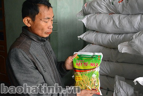 Nông dân Thạch Tân (Thạch Hà) thất vọng khi giống VTNA 2 nảy mầm kém