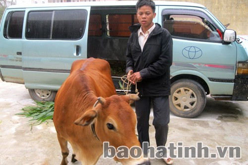 Công an Đức Thọ lật tẩy đường dây trộm bò