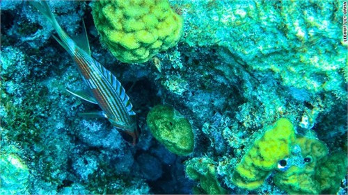 Guadeloupe còn được mệnh danh với tên Karukera, nghĩa là “hòn đảo của vùng nước xinh đẹp”. Địa điểm lặn nổi tiếng ở đây là Jacques Cousteau Reserve, một khu vực rộng 988 mẫu Anh (khoảng 395 ha) được bao bọc bởi bờ biển Basse-Terre.