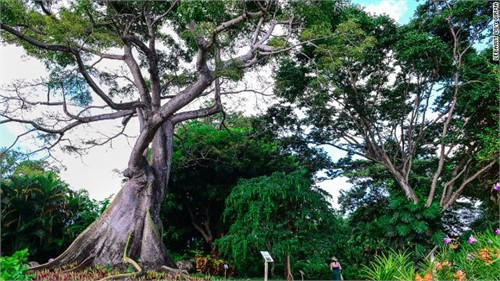 Công viên Jardin Botanique de Deshaies rộng 12 mẫu Anh (gần 5 ha) nổi tiếng với hơn 200 loài thực vật và cây cối, hoa lan, cá, ao hoa huệ và hồng hạc.