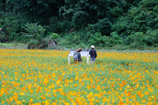nhung hinh anh tuyet dep cua thung lung bac son mua hoa no