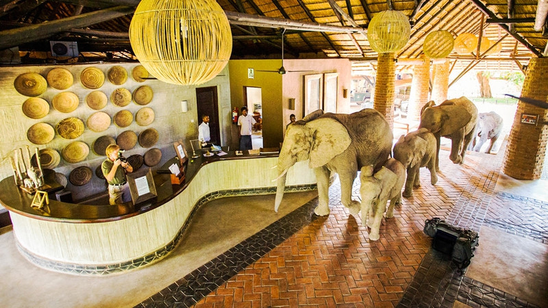 Zambia: Tháng 5 đến tháng 11 hàng năm, động vật hoang dã của Zambia lại đổ về những khúc sông và hồ nước. Nếu đến đây vào tháng 11, hãy ngụ tại khách sạn Mfuwe Lodge để tận mắt chứng kiến cảnh tượng kỳ thú: đàn voi đủng đỉnh diễu qua quầy lễ tân tiến ra vườn ăn xoài chín. Từ tháng 11 đến tháng 12, đàn dơi ăn quả châu Phi trên đường di cư sẽ đáp xuống một góc tại công viên quốc gia Kasanka. Ngoài ra, hãy thử đến thăm thác Victoria và thử cảm giác mạo hiểm khi bơi ở mép thác, việc bạn chỉ có thể làm trong những tháng khô ráo. Ảnh: Natural World Safaris. 10 quoc gia ly tuong cho mua thu 2017