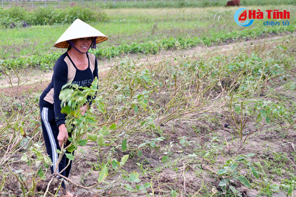 lam lai vu dong nong dan nhu ngoi tren lua