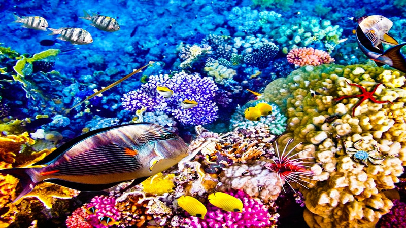 Australia: Di sản thế giới Great Barrier Reef - hệ sinh thái rạn san hô lớn nhất thế giới - là nơi cư trú của 1.625 loài cá. Nếu có thể, hãy ở lại vài ngày trên đảo Lizard, nơi có các điểm lặn nổi tiếng như Cod Hole và 24 bãi biển hẻo lánh. Đến Cairns, bạn có thể đi tàu trên tuyến đường sắt Kuranda Scenic Railway xuyên qua những đường hầm và rừng mưa cổ. Đi cáp treo Skyrail Rainforest Cableway, bạn sẽ được chiêm ngưỡng quang cảnh Khu di sản thế giới Wet Tropics. Ảnh: Business Insider. 10 quoc gia ly tuong cho mua thu 2017