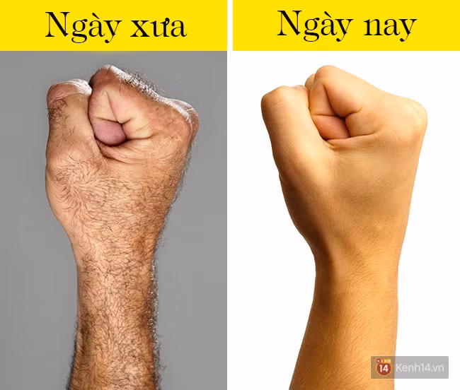 7 bang chung cho thay con nguoi van dang tien hoa tung ngay