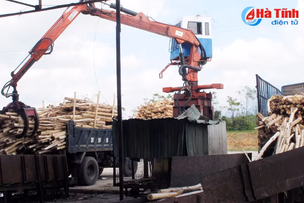 thu tuc cung nhac tan thu go rung trong sau bao bi ngung tre