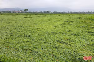 Nhiều diện tích lúa xuân ở Hà Tĩnh đổ ngã do mưa lớn