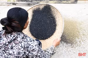 Mùa hái "vàng đen" ở miền Tây Hà Tĩnh