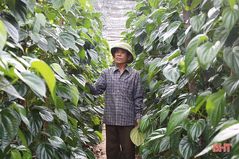 Làng trầu “tiến vua” tất bật dịp rằm tháng 7