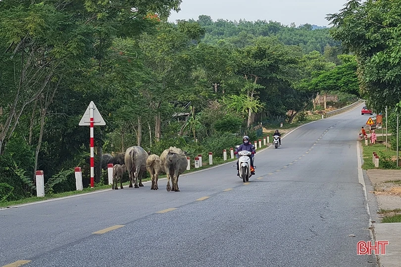 Trâu bò dàn hàng ngang trên quốc lộ 15 đoạn qua Hà Tĩnh