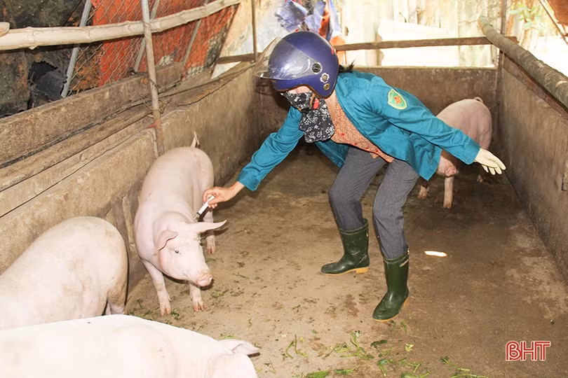 Hà Tĩnh lên kế hoạch tiêm phòng dịch tả lợn châu Phi