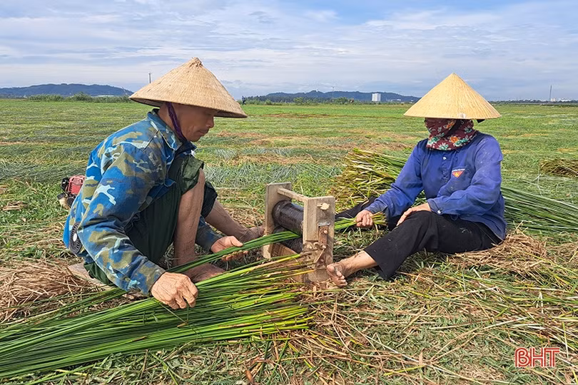 Vụ cói kém vui của người dân “ốc đảo Hồng Lam