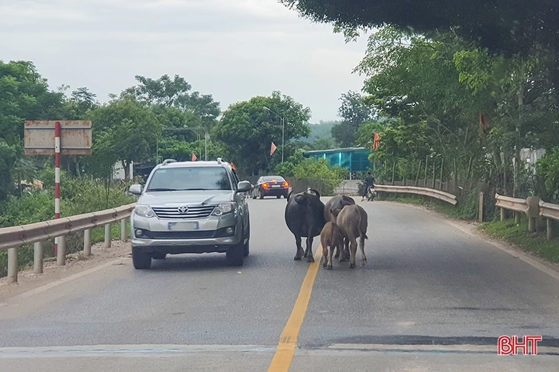 Trâu bò dàn hàng ngang trên quốc lộ 15 đoạn qua Hà Tĩnh