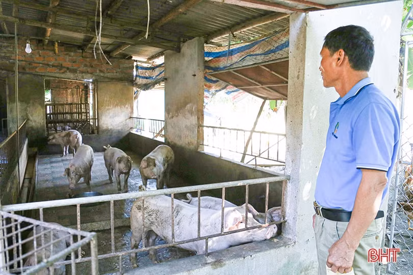 Từng bước hóa giải ô nhiễm chất thải chăn nuôi ở Hà Tĩnh