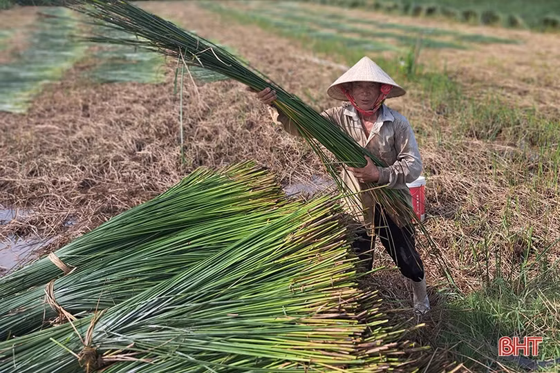 Vụ cói kém vui của người dân “ốc đảo Hồng Lam