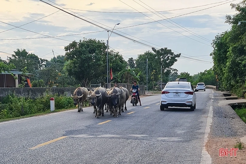 Trâu bò dàn hàng ngang trên quốc lộ 15 đoạn qua Hà Tĩnh
