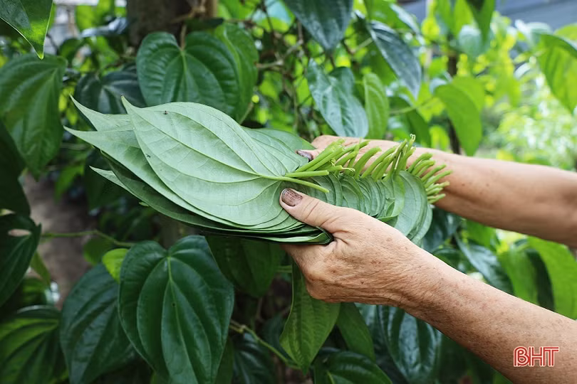 Làng trầu “tiến vua” tất bật dịp rằm tháng 7