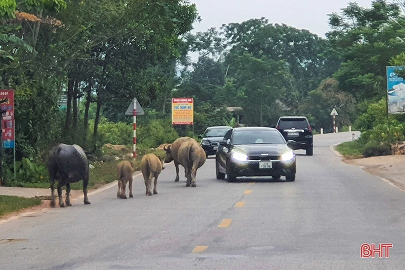 Trâu bò dàn hàng ngang trên quốc lộ 15 đoạn qua Hà Tĩnh