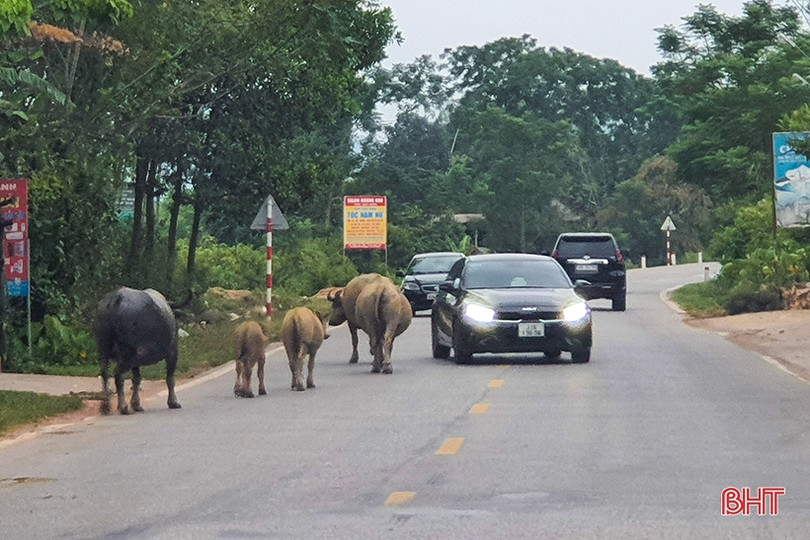 Trâu bò dàn hàng ngang trên quốc lộ 15 đoạn qua Hà Tĩnh