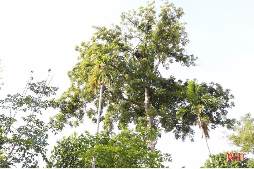 Sản lượng giảm mạnh, người trồng trám ở Hương Sơn kém vui