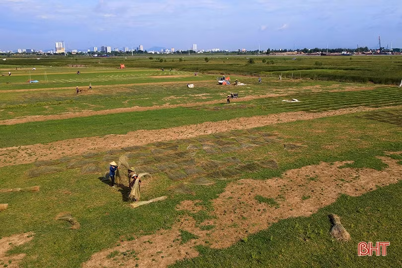 Vụ cói kém vui của người dân “ốc đảo Hồng Lam