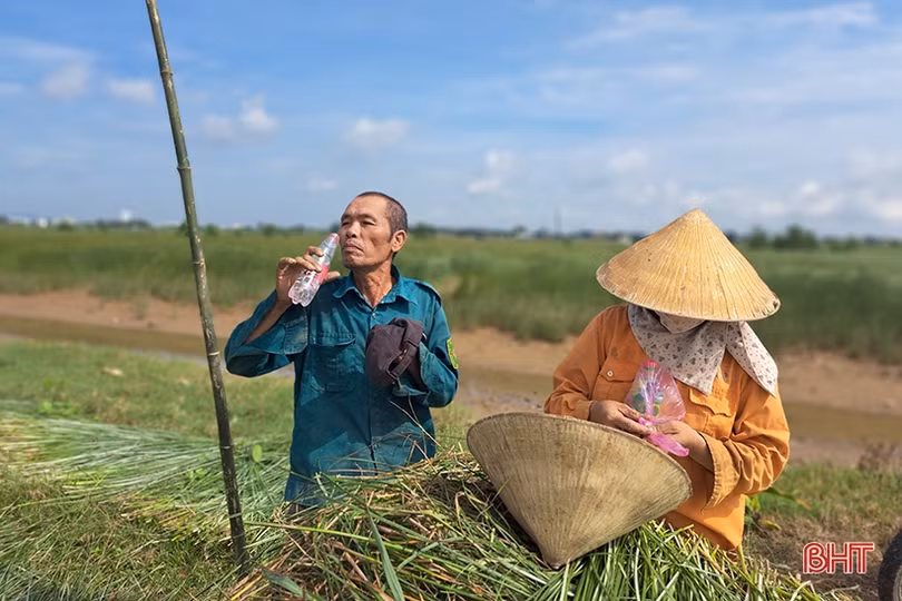 Vụ cói kém vui của người dân “ốc đảo Hồng Lam