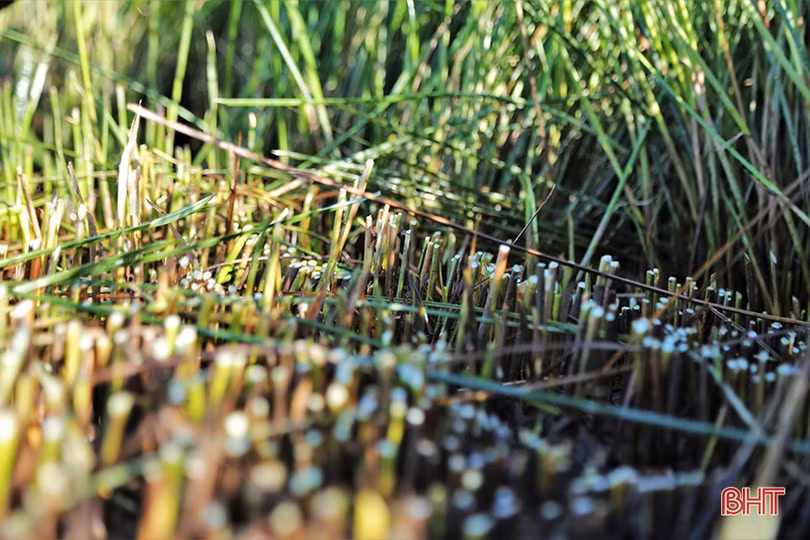 Vụ cói kém vui của người dân “ốc đảo Hồng Lam