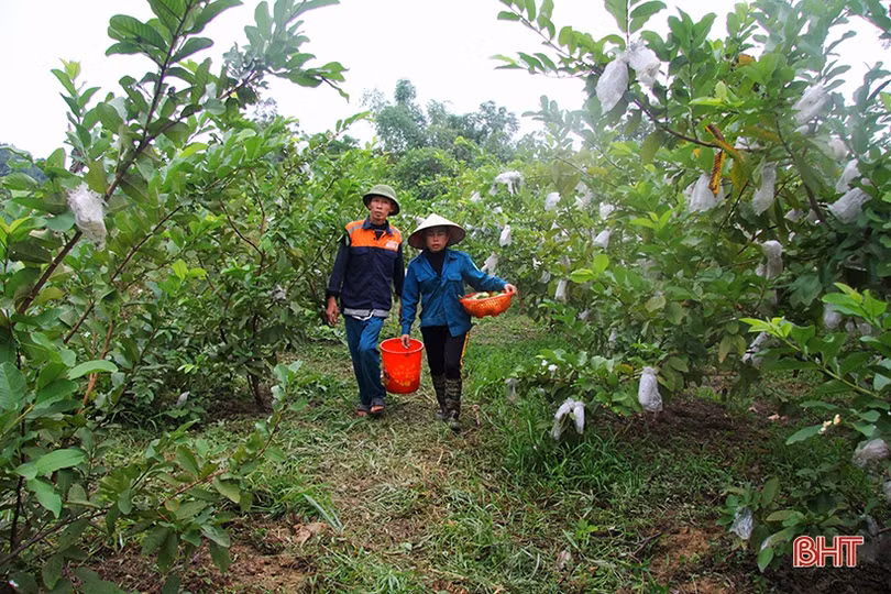 Vườn ổi Đài Loan sai quả trên đất vườn ở Hương Sơn