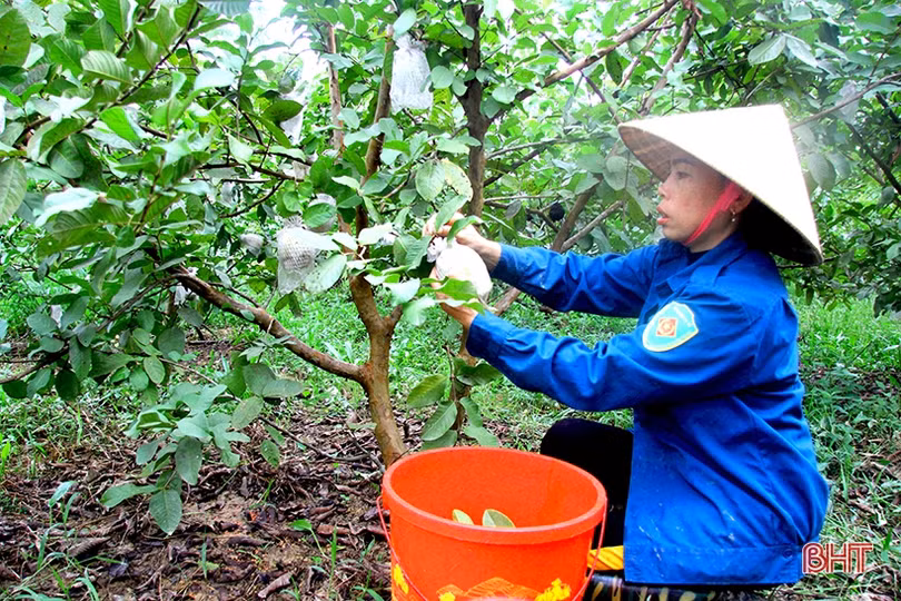 Vườn ổi Đài Loan sai quả trên đất vườn ở Hương Sơn